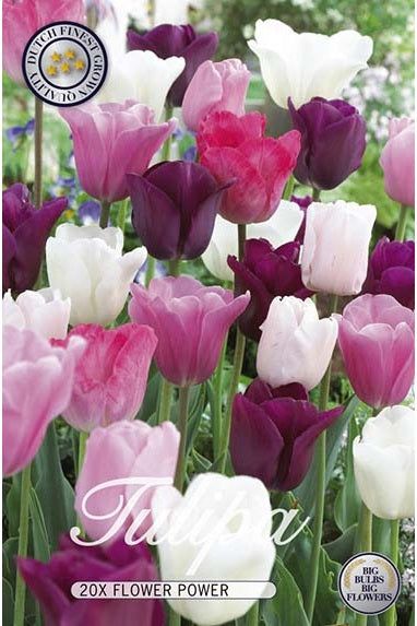 Tulip Flower Power 15-pakning